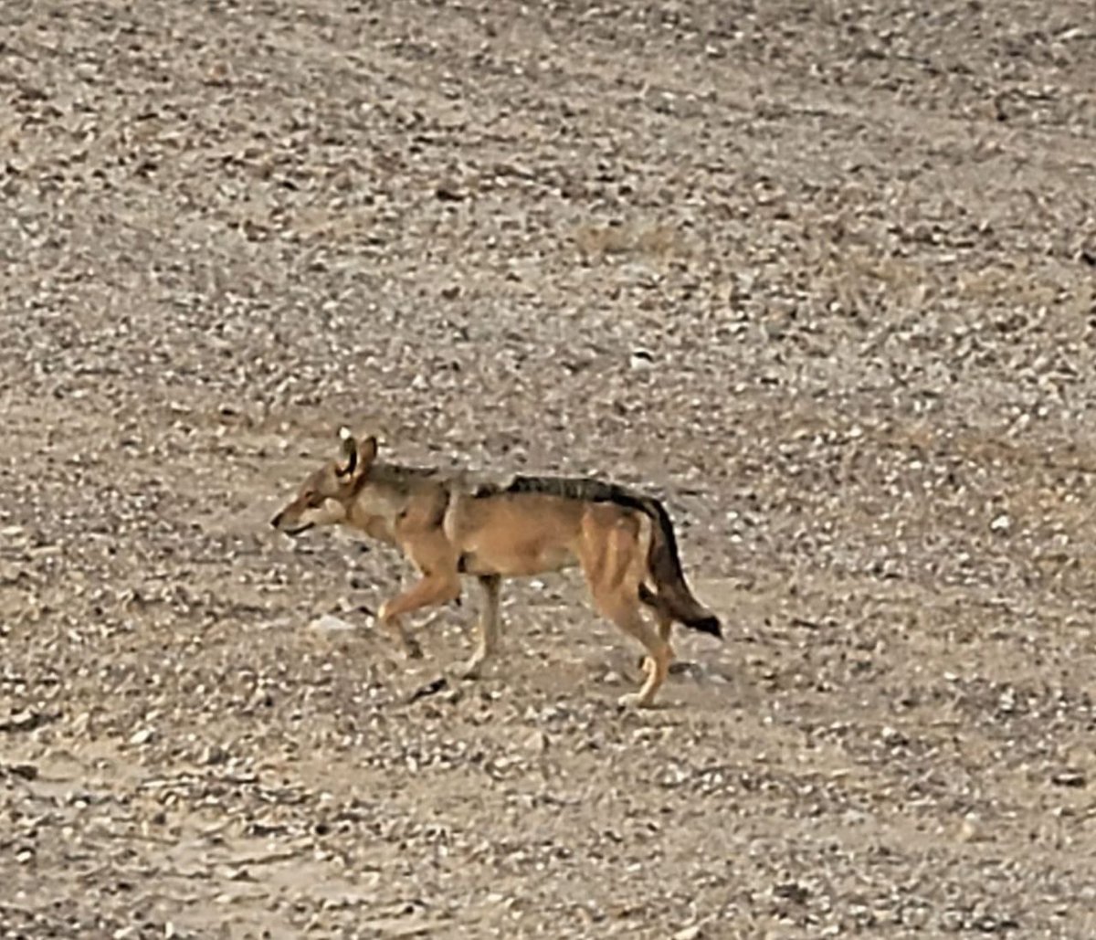 להקת הזאבים הבוקר