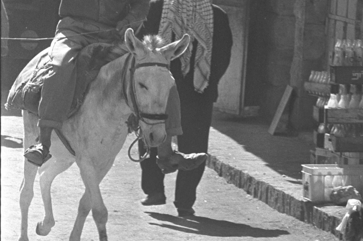 חמור | אילוסטרציה