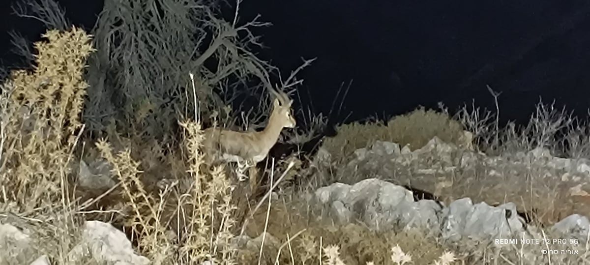 צבי ארץ ישראל, נקבה באזור הר ברכה בשומרון