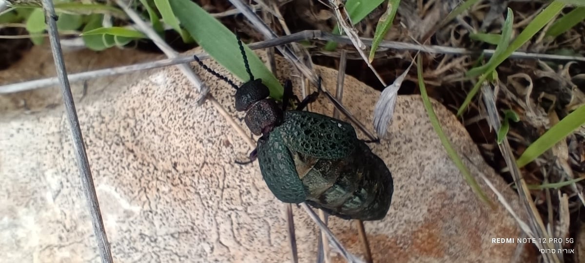 רפואנית באזור הר ברכה בשומרון