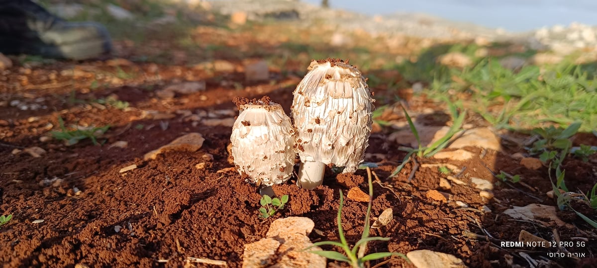 דיואית מצויצת באזור הר ברכה בשומרון