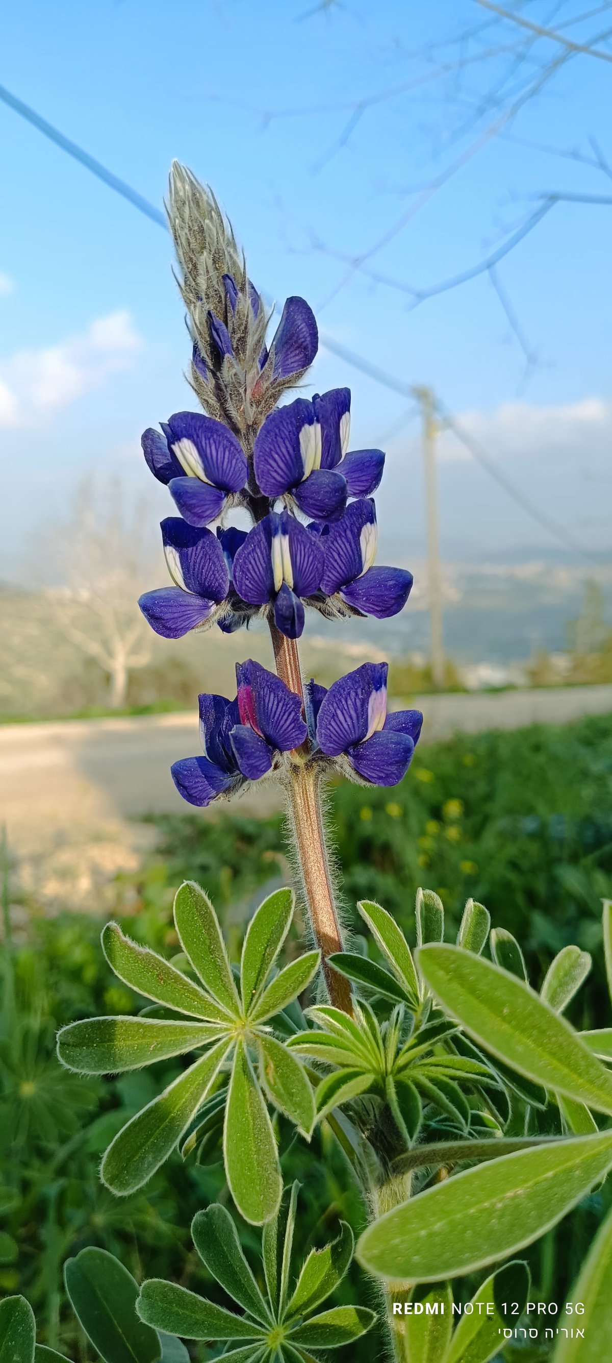 תורמוס פורח באזור הר ברכה בשומרון