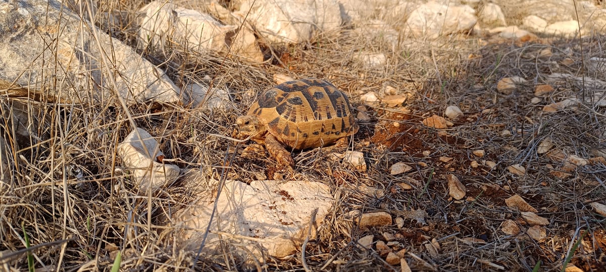 צב יבשה מצוי באזור הר ברכה בשומרון