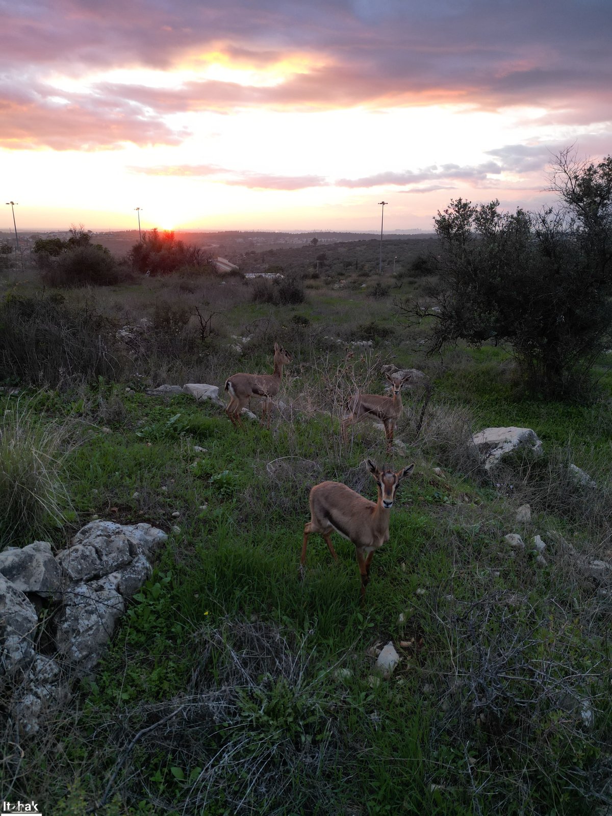 צבי אל מול השקיעה ליד שכונת ברכפלד