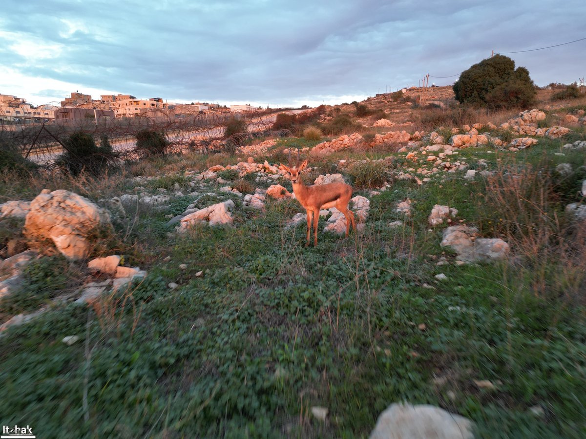 צבי ליד שכונת ברכפלד