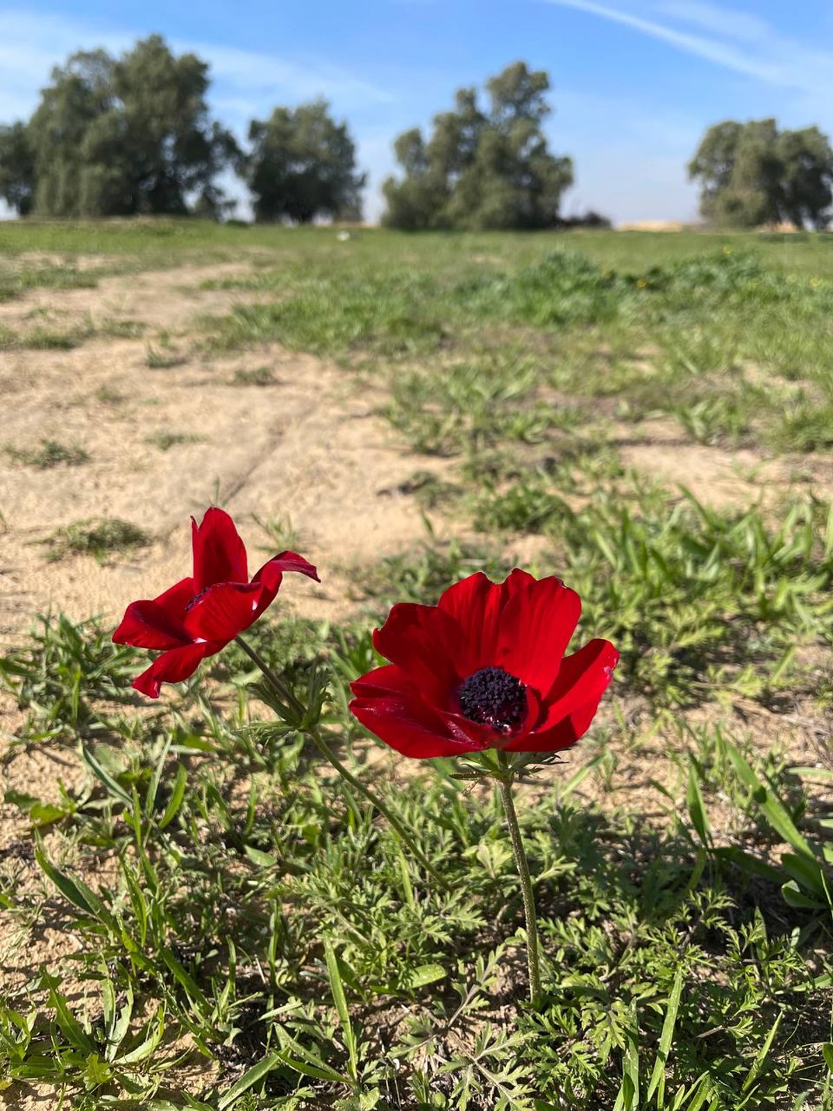 כלניות ראשונות בנגב המערבי