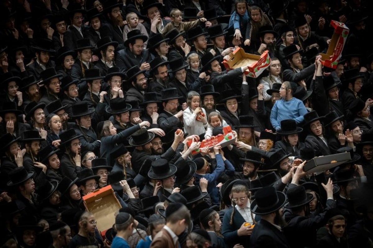 בעזלא: הגבאים עלו לשולחן וחילקו פרות ט"ו בשבט לחסידים