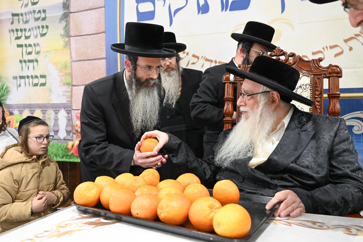 מעמד 'פירותיך מתוקים' למעל 1500 ילדי הכיתות הגבוהות ברשת ת"ת דרכי אבות צאנז