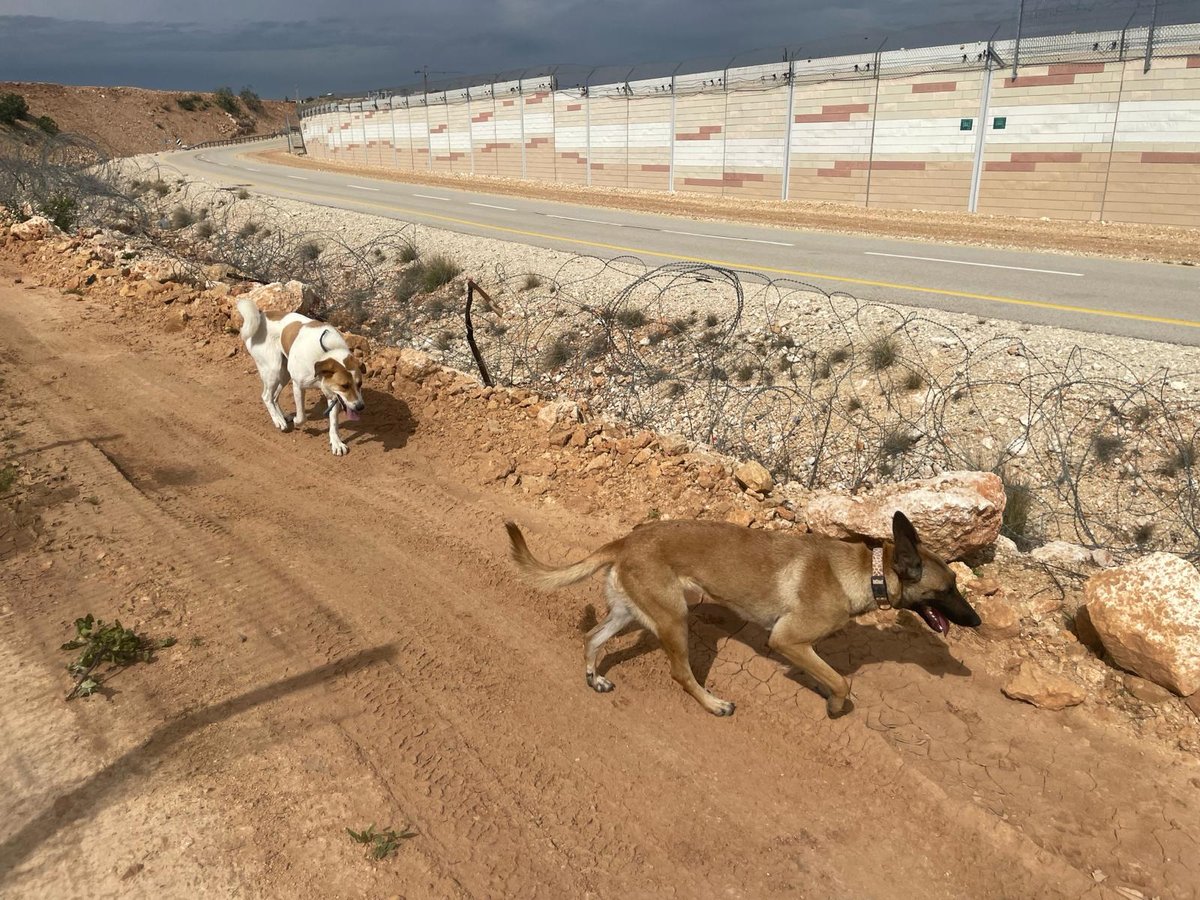 ציטה וקרקר שני הכלבים של השומרים מודיעין עילית