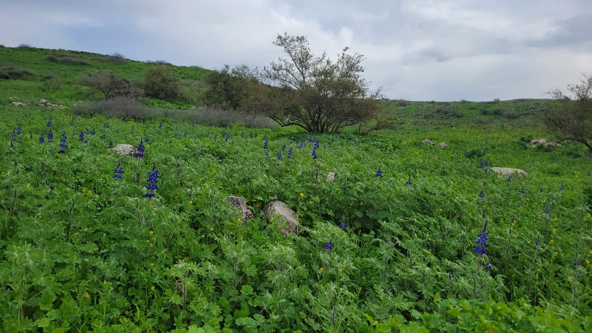 תורמוסים בעין חשק בגולן