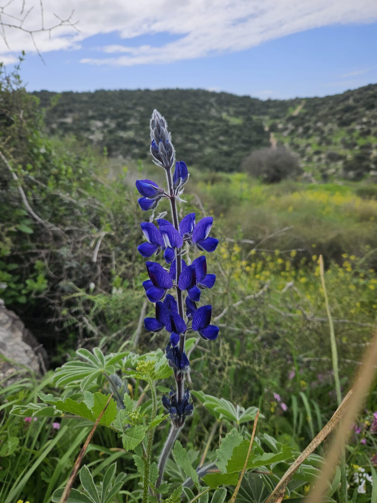 תורמוסים בתל שוכו