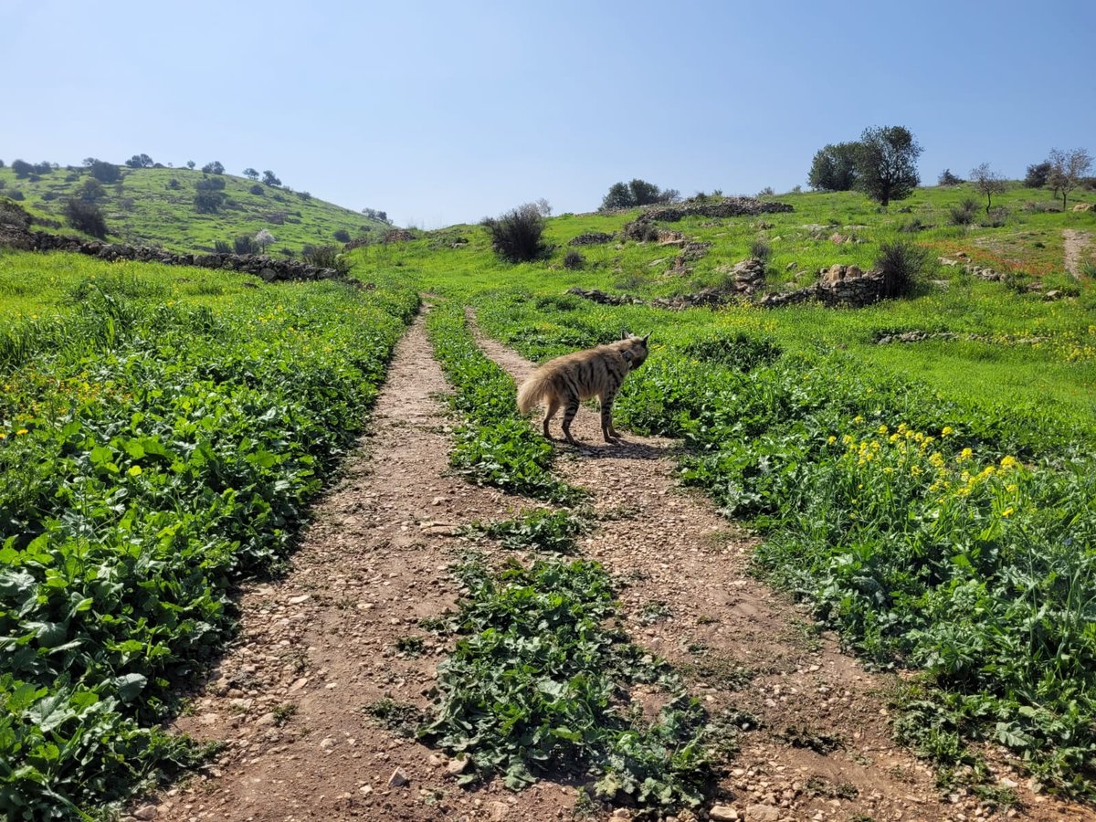 הצבועה ציונה שוחררה לחופשי