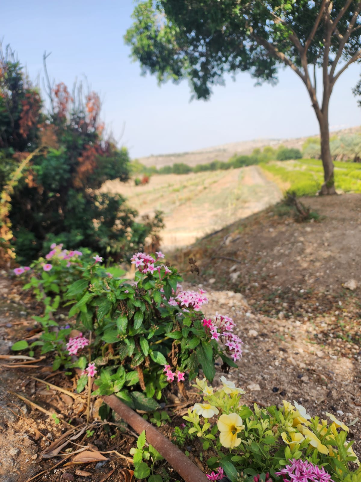 תצפית משה שעיה