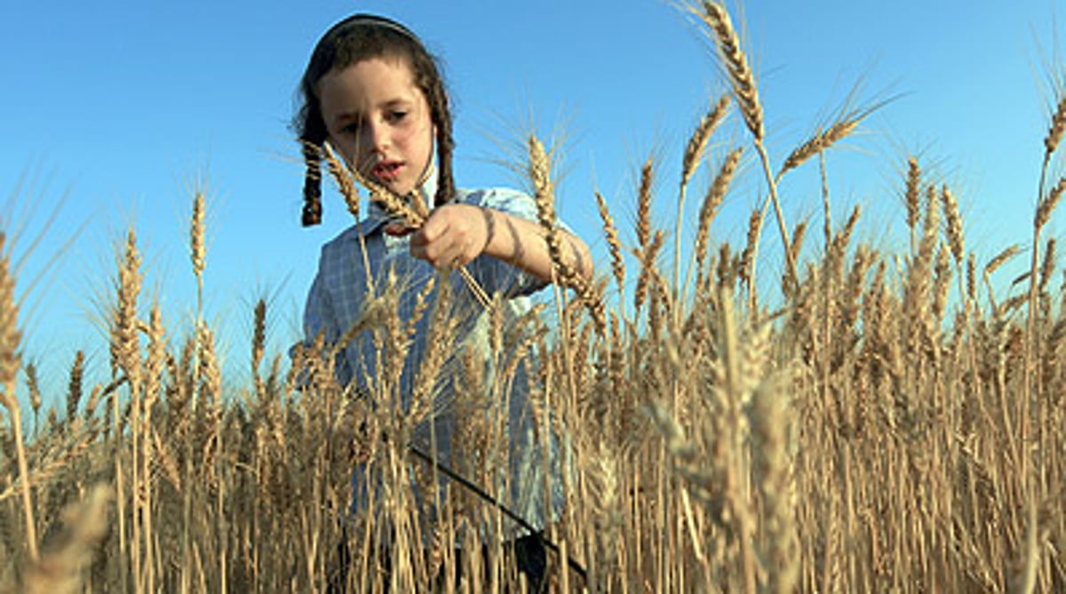 אילוסטרציה,