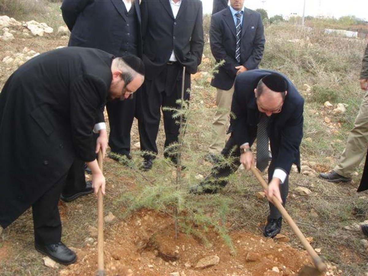 ביתר-עלית: במקום בתים, נוטעים עצים