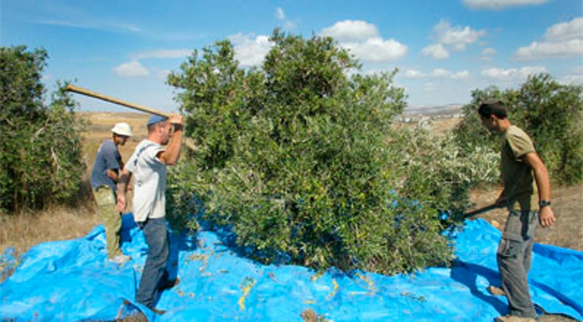 מסיק זיתים.