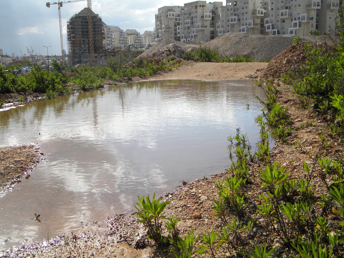 תיעוד: מודיעין עלית עולה על גדותיה