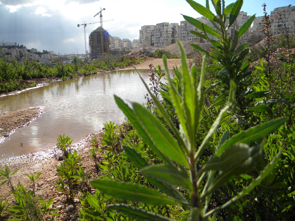 תיעוד: מודיעין עלית עולה על גדותיה