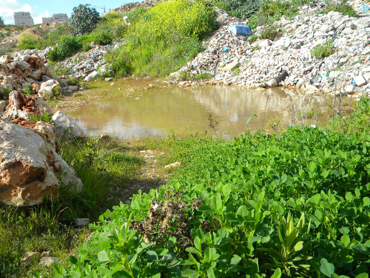 תיעוד: מודיעין עלית עולה על גדותיה