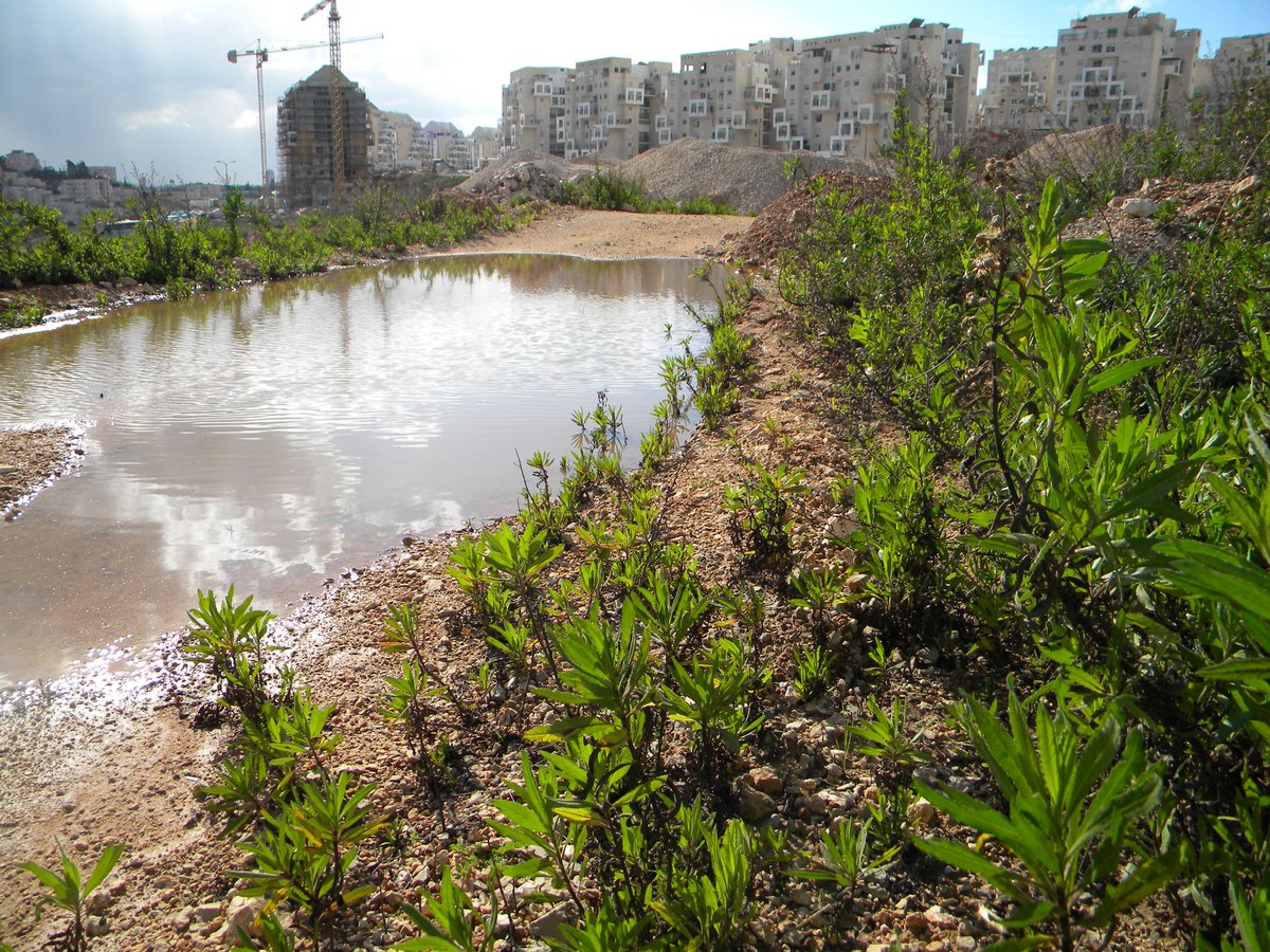 תיעוד: מודיעין עלית עולה על גדותיה