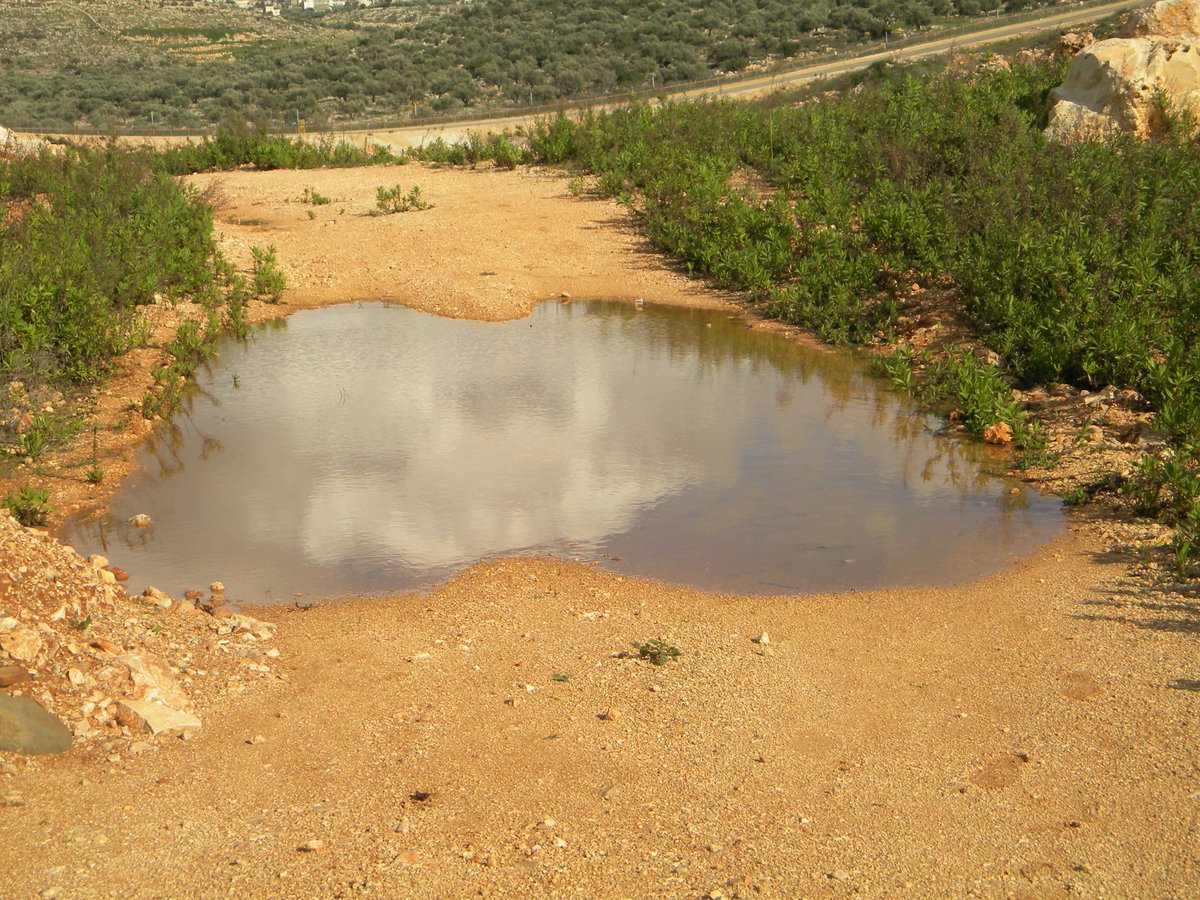 תיעוד: מודיעין עלית עולה על גדותיה