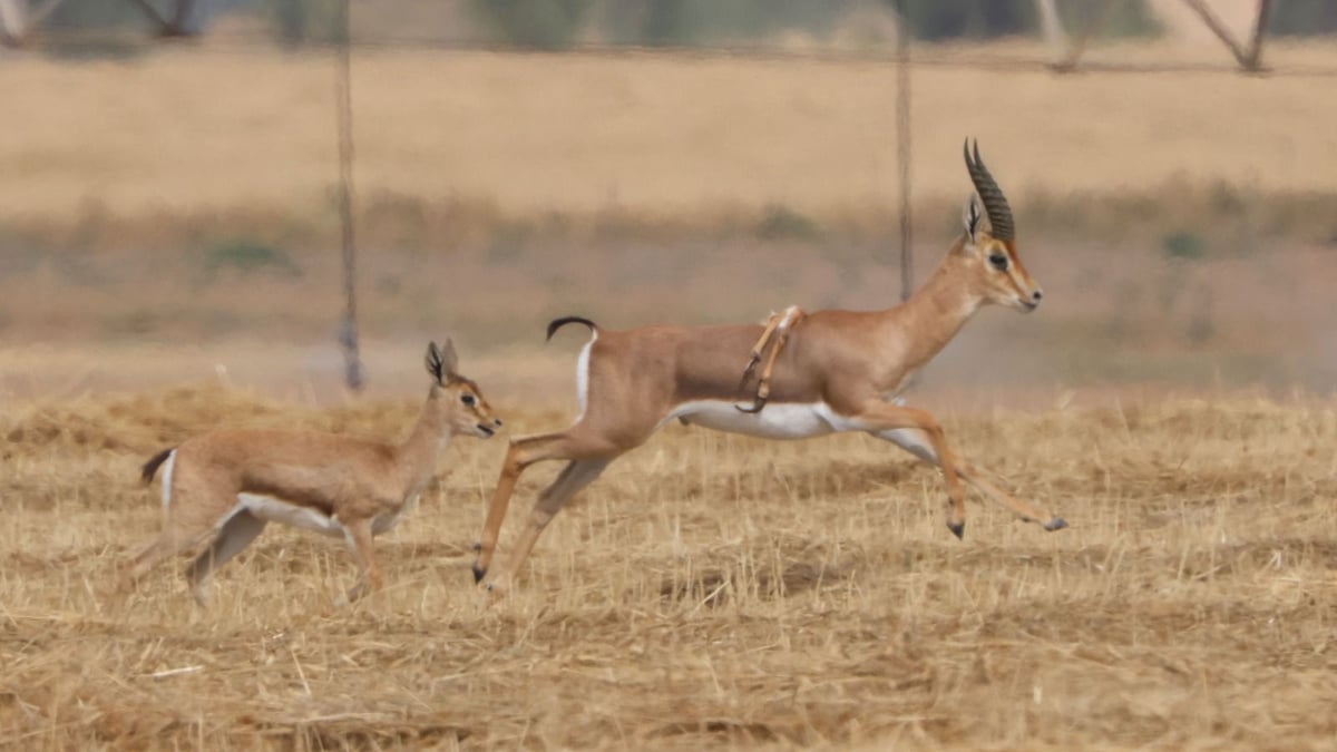 צבי עם רגליים על הגב