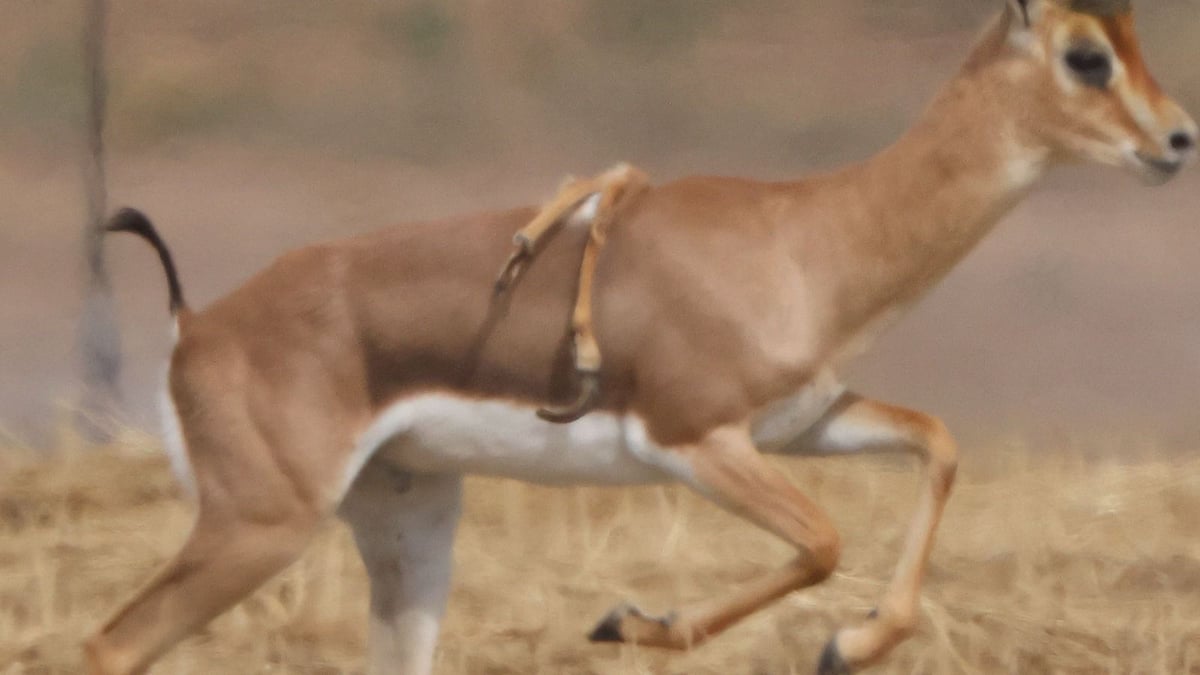 צבי עם רגליים על הגב