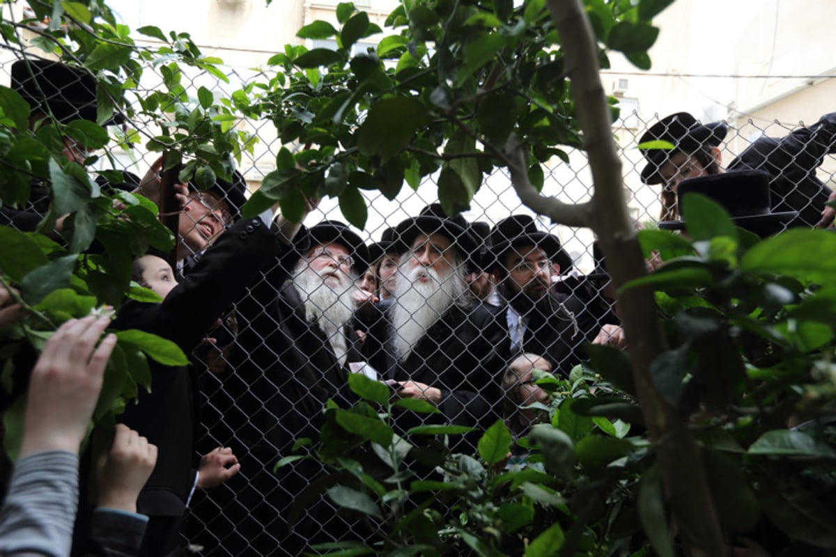 מברכים את האילנות בניסן | ארכיון