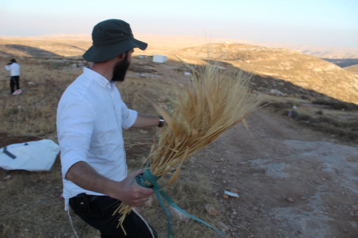 כולל בביתר מפתיע עם מצות מובחרות מחיטה עתיקה שלא הונדסה גנטית