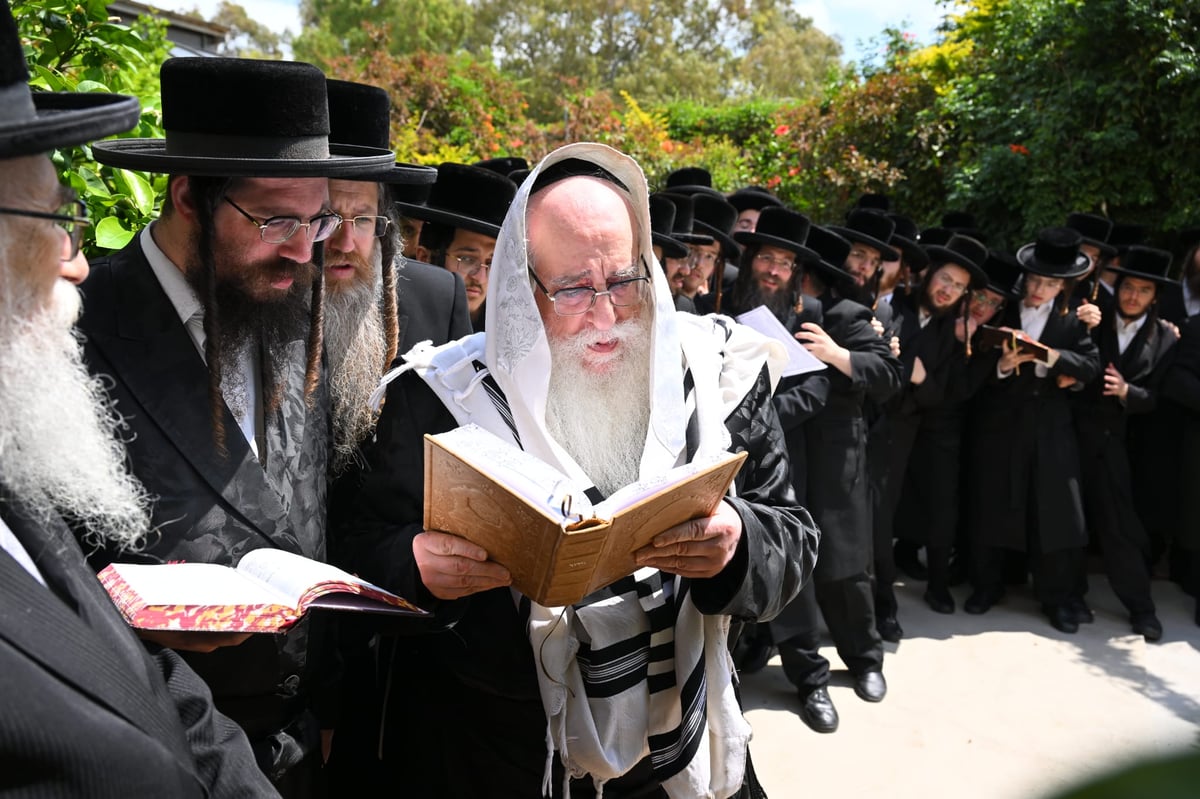 עטוף בטלית: האדמו"ר מצאנז ערך 'ברכת האילנות'