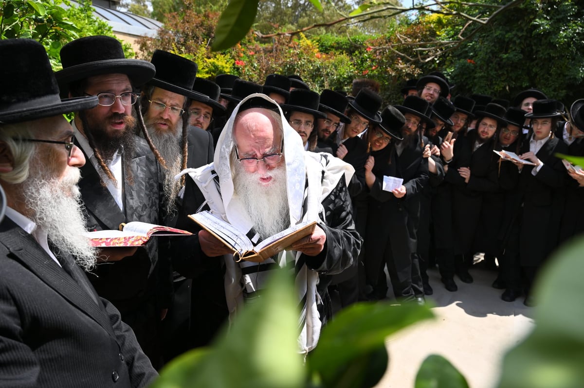 עטוף בטלית: האדמו"ר מצאנז ערך 'ברכת האילנות'