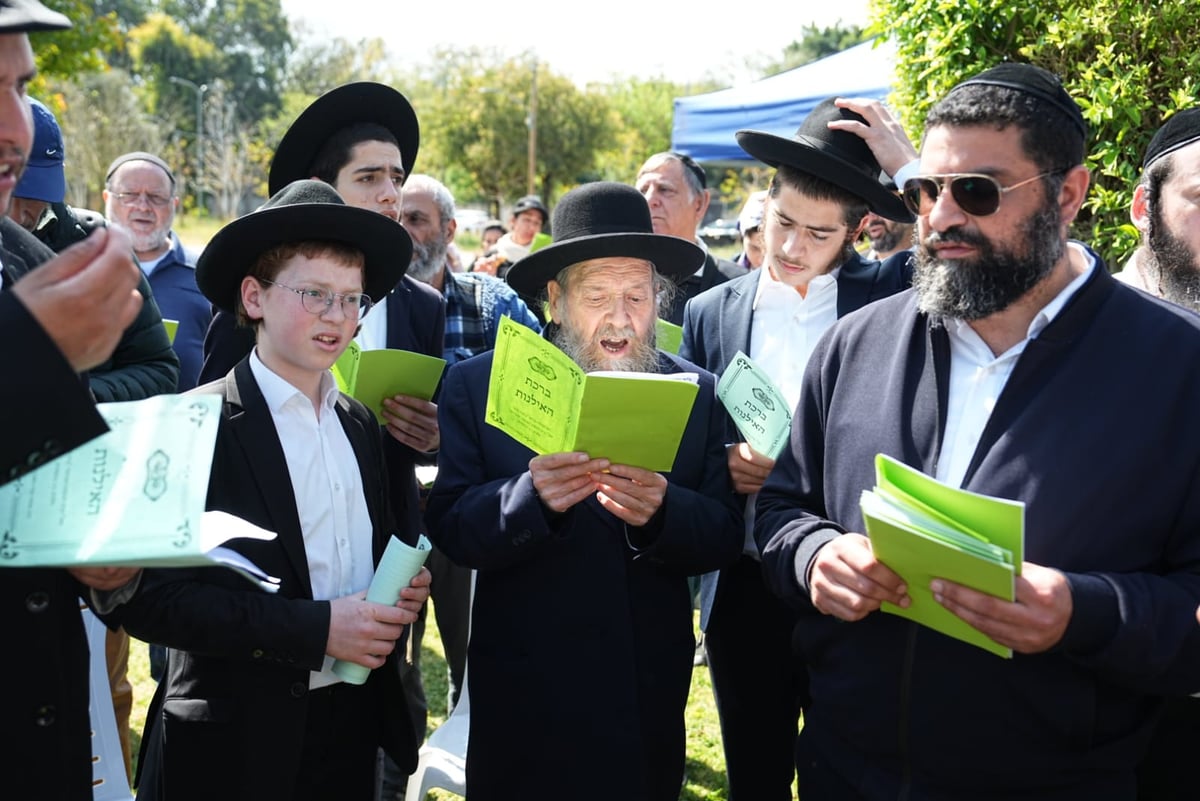 קידוש ה' בגן הציבורי ברמת גן - מאות התאספו לברכת האילנות 