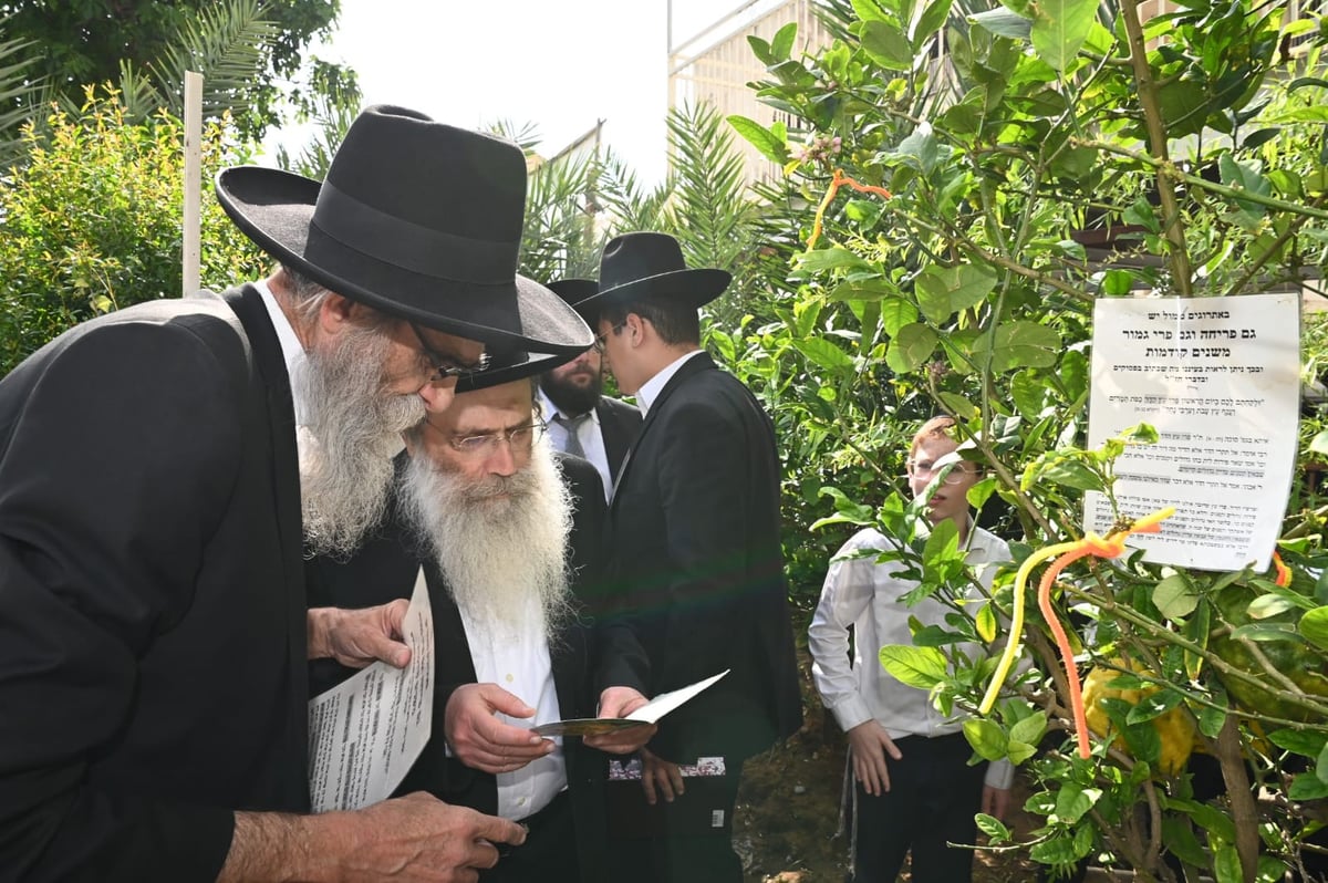 הגר" ששטינמן בברכת האילנות