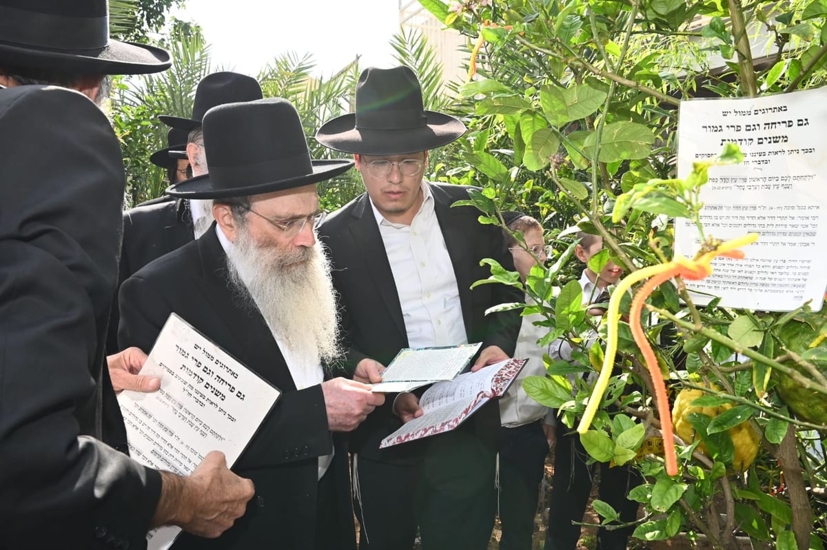 הגר" ששטינמן בברכת האילנות