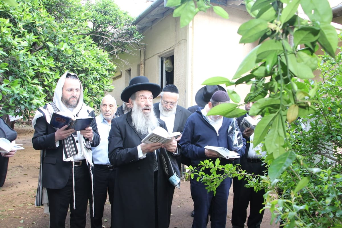 חכם נסים בן שמעון תועד מברך ברכת האילנות ברוב עם  