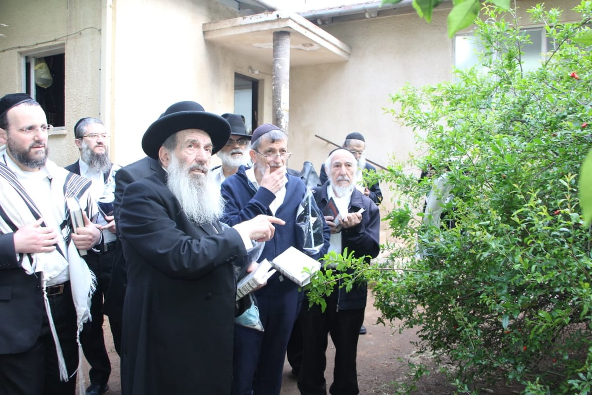 חכם נסים בן שמעון תועד מברך ברכת האילנות ברוב עם  