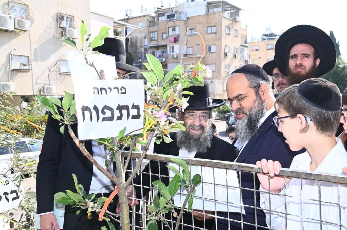 רבי מסעוד בן שמעון בברכת האילנות