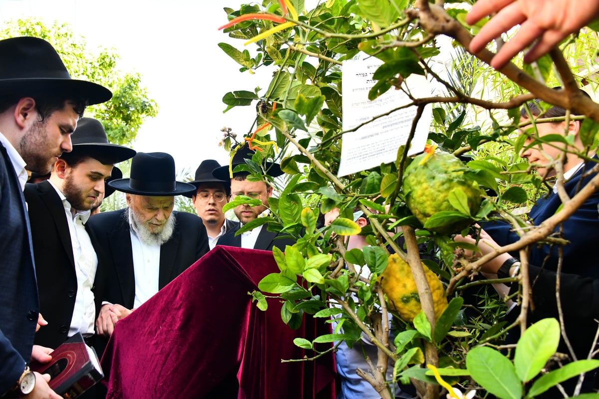 הגרמ"ה הירש בברכת האילנות