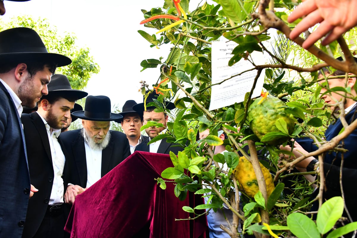 הגרמ"ה הירש בברכת האילנות