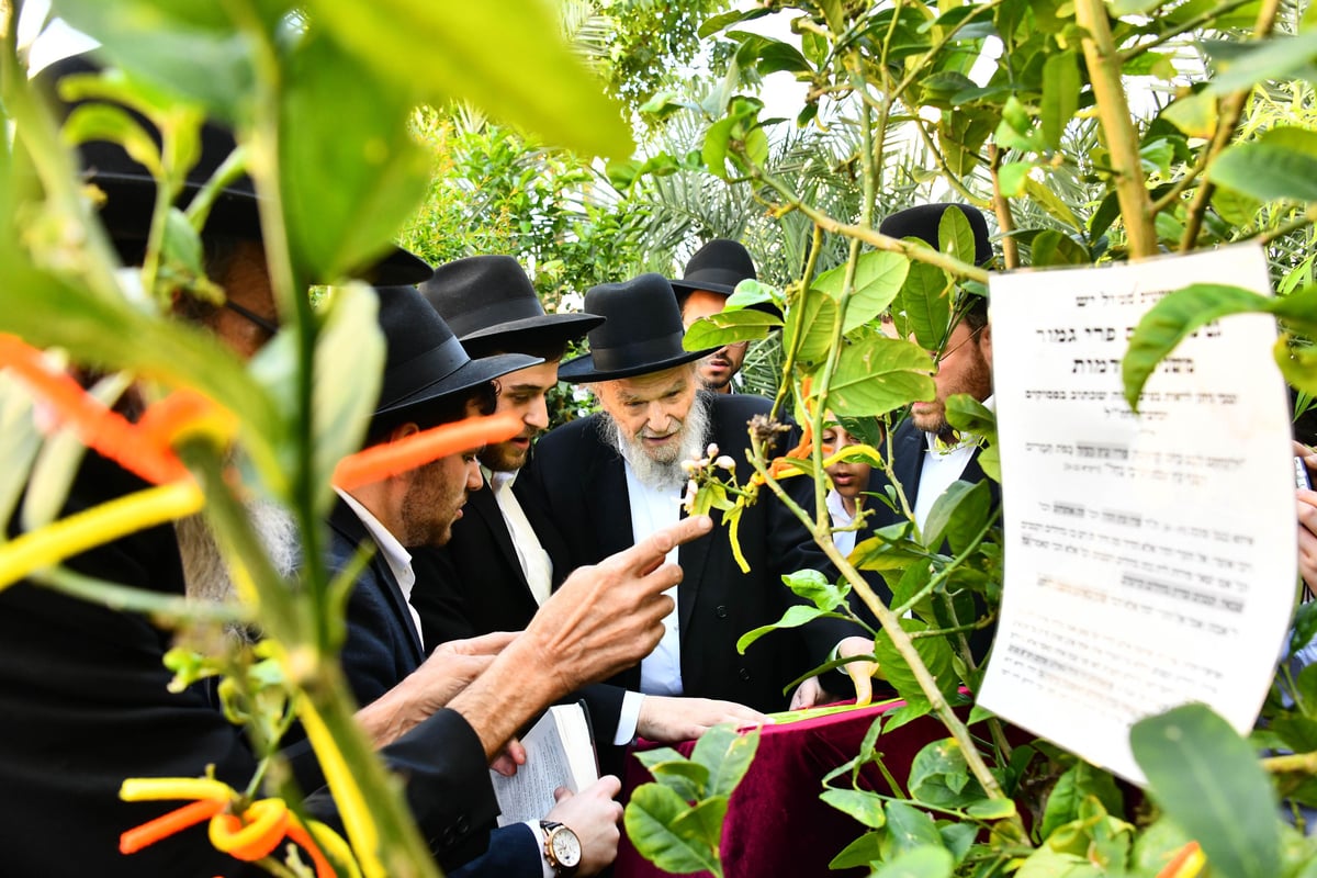 הגרמ"ה הירש בברכת האילנות