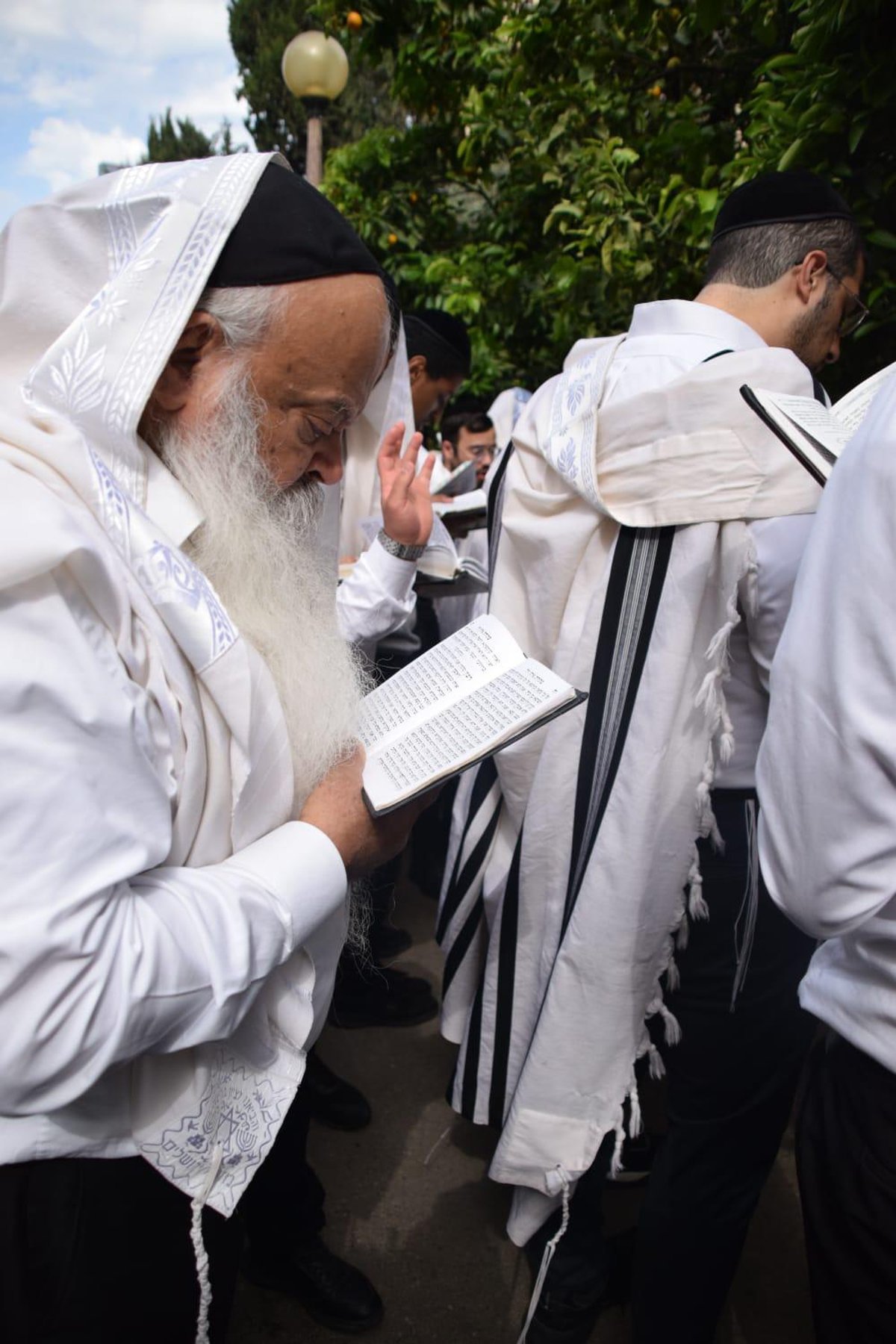 האחים מזכי הרבים בברכת האילנות בלב היער | תיעוד