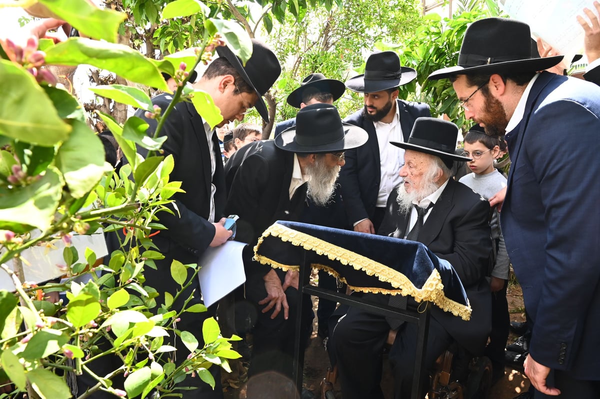 הגרב"ד פוברסקי בברכת האילנות