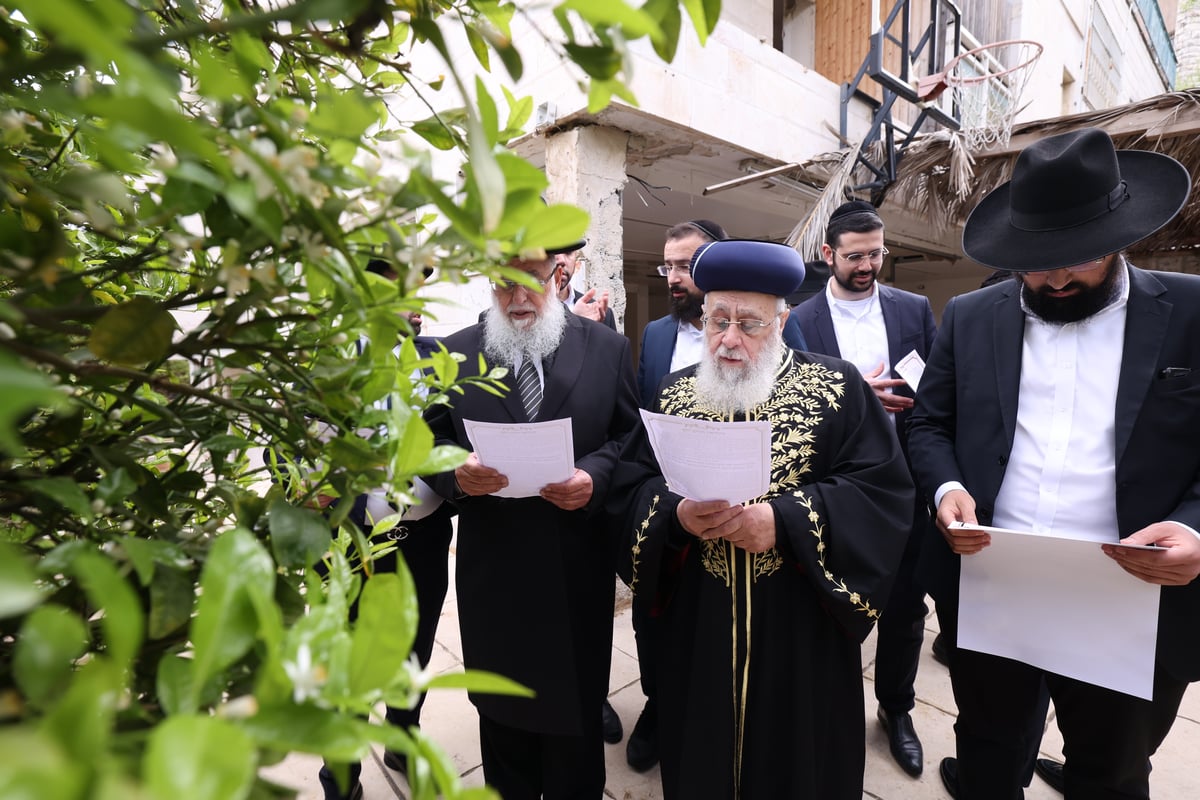 הראשל"צ בברכת האילנות 