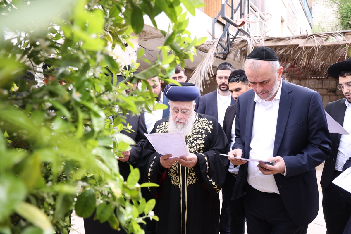 הראשל"צ בברכת האילנות 