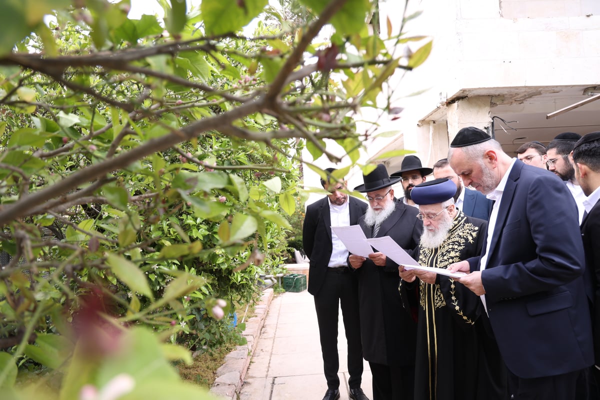 הראשל"צ בברכת האילנות 