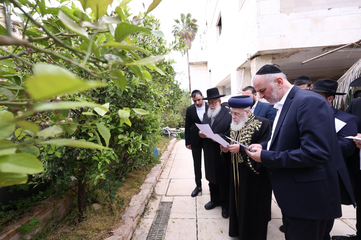 הראשל"צ בברכת האילנות 