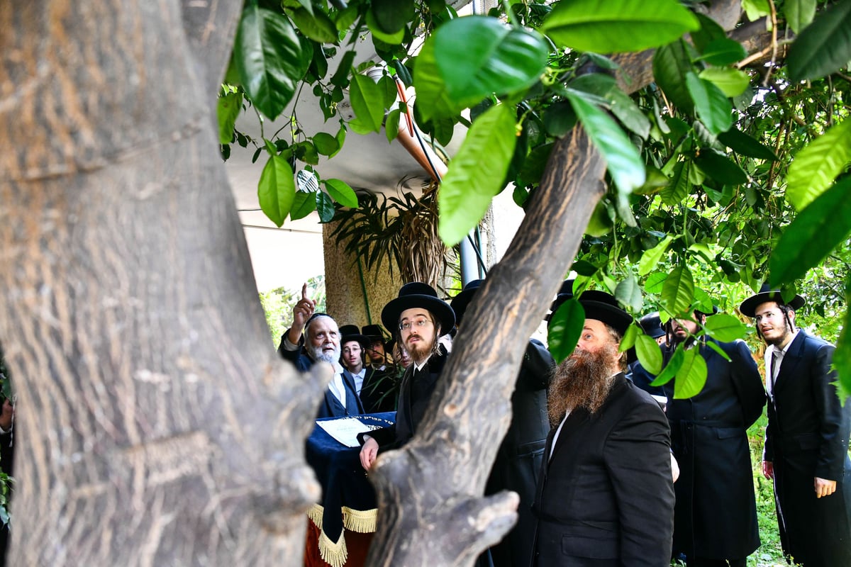 האדמו"ר מסאדיגורה בברכת האילנות 