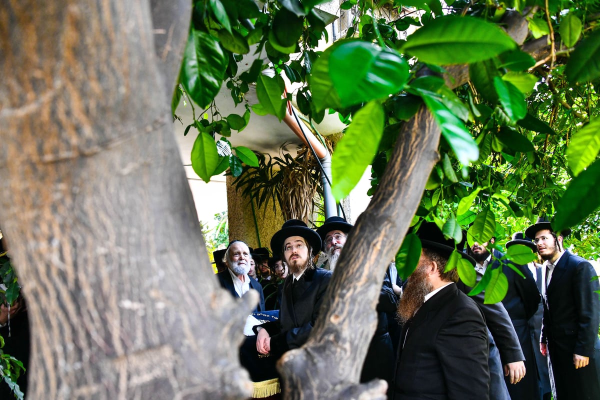 האדמו"ר מסאדיגורה בברכת האילנות 