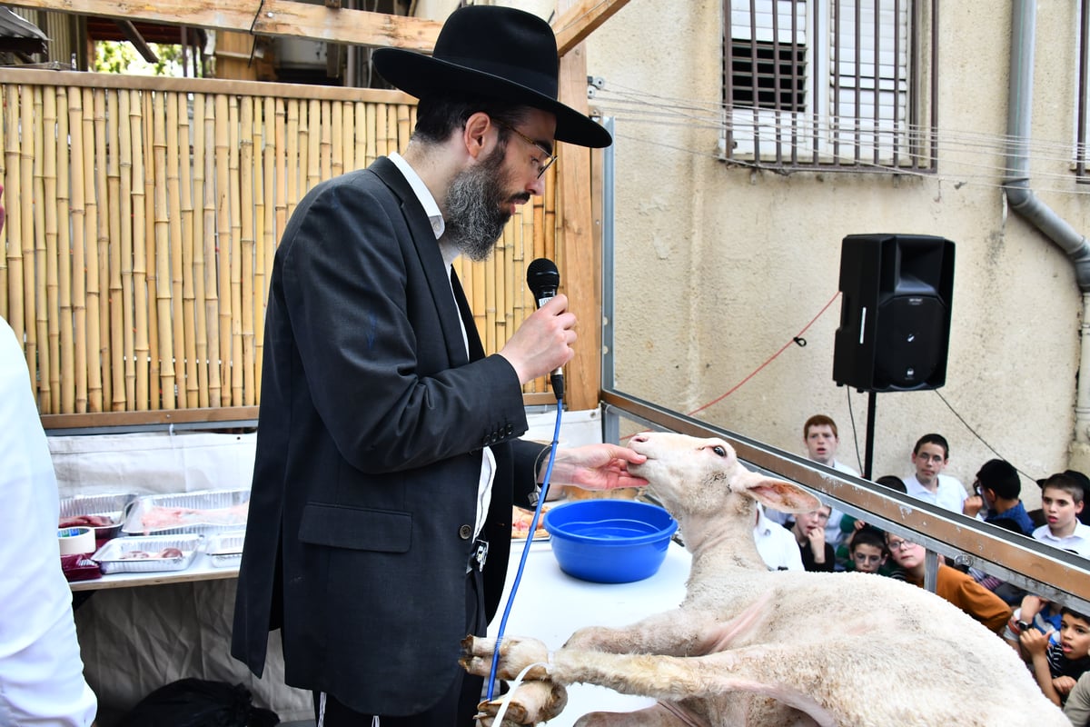 הקרבת קורבן פסח בבני ברק