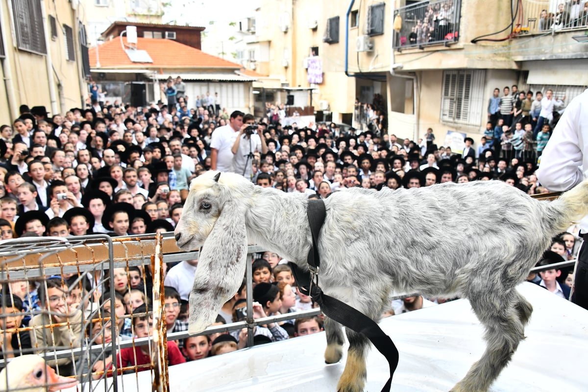 הקרבת קורבן פסח בבני ברק